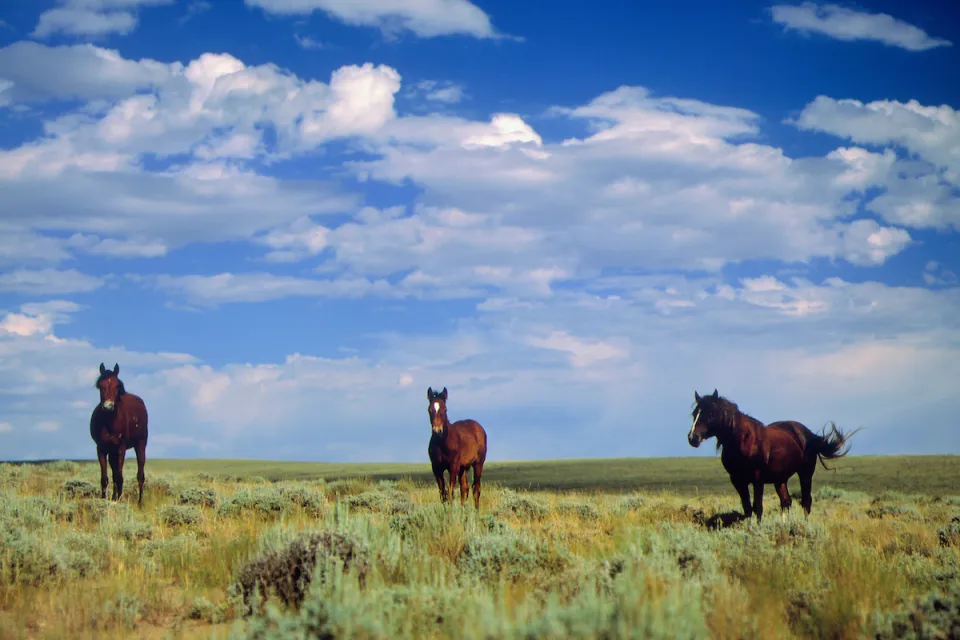 Three dark brown wild horses stand in a meadow near Farson, Wyoming.
